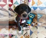 Small Photo #3 Great Dane Puppy For Sale in WALSENBURG, CO, USA
