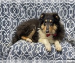 Small Photo #14 Collie Puppy For Sale in LAKELAND, FL, USA
