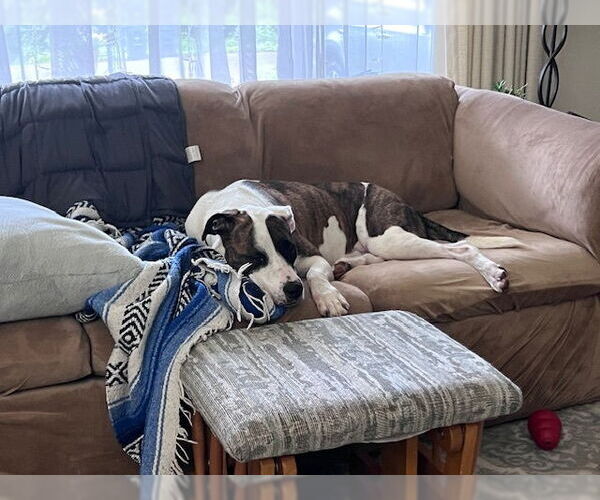 Medium Photo #2 Bullboxer Pit Puppy For Sale in Tacoma, WA, USA