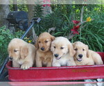 Small #3 Golden Retriever