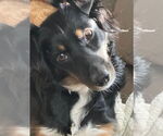 Small #4 Australian Shepherd
