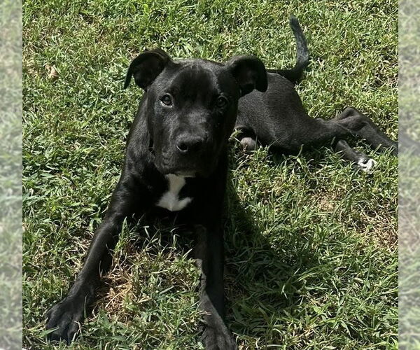 Medium Photo #2 American Pit Bull Terrier-Unknown Mix Puppy For Sale in Spotsylvania, VA, USA