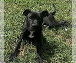 Small #1 American Pit Bull Terrier Mix