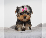 Small Yorkshire Terrier