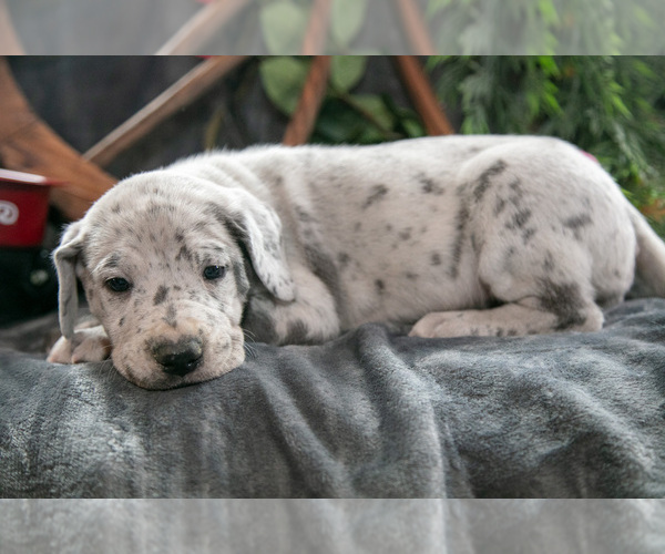 Medium Photo #3 Great Dane Puppy For Sale in SHELBY, OH, USA