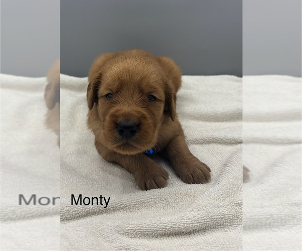 Medium Photo #5 Golden Retriever Puppy For Sale in FREDERICKSBG, OH, USA