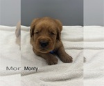 Small #4 Golden Retriever