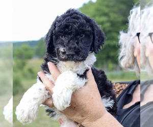 Poodle (Standard) Puppy for sale in CAMP BELL HALL, NY, USA