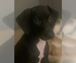 Small #1 Mutt