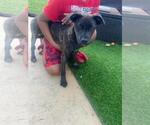 Small #6 Mutt