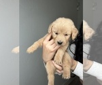 Small Photo #12 Goldendoodle Puppy For Sale in BAKERSFIELD, CA, USA