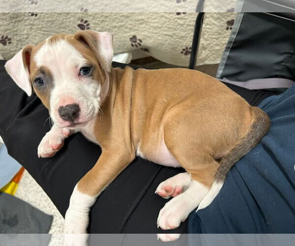 Medium Photo #1 Mutt Puppy For Sale in Holly Springs, NC, USA