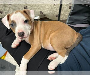 Mutt Dogs for adoption in Holly Springs, NC, USA