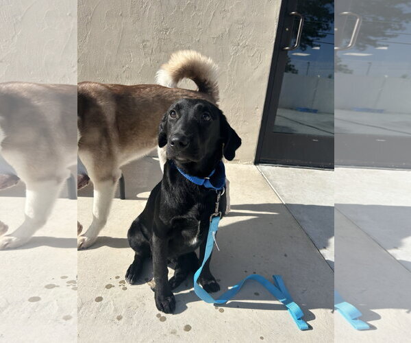 Medium Photo #1 Labrador Retriever-Unknown Mix Puppy For Sale in Lancaster, PA, USA