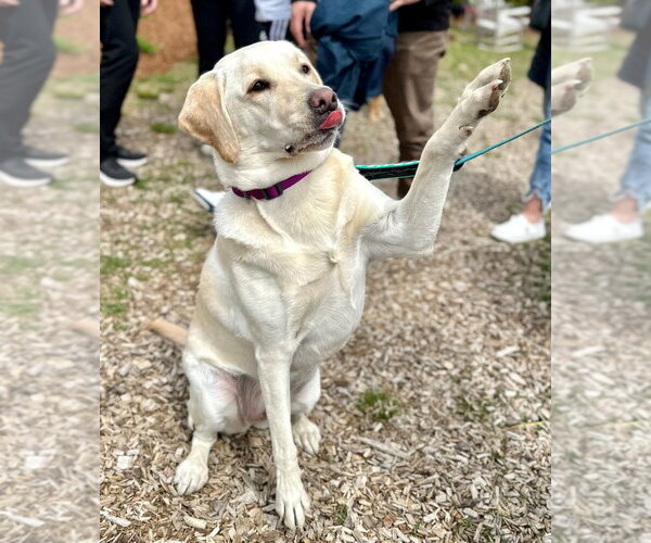 Medium Photo #9 Labrador Retriever Puppy For Sale in Oak Bluffs, MA, USA
