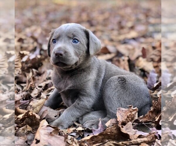 Medium Photo #1 Labrador Retriever Puppy For Sale in DRY RUN, PA, USA
