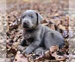 Small Photo #1 Labrador Retriever Puppy For Sale in DRY RUN, PA, USA