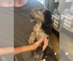 Small #5 F2 Aussiedoodle