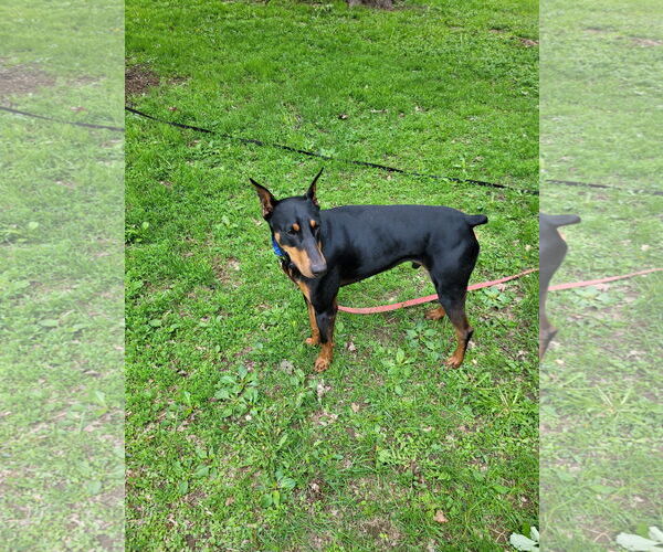 Medium Photo #7 Doberman Pinscher Puppy For Sale in Minneaoplis, MN, USA