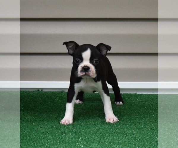 Medium Photo #1 Boston Terrier Puppy For Sale in MACON, GA, USA