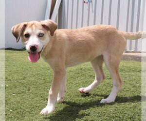 Catahoula Leopard Dog Dogs for adoption in GILBERTS, IL, USA