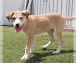 Small Catahoula Leopard Dog