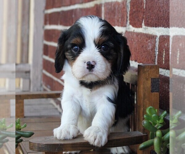 Medium Photo #1 Cavalier King Charles Spaniel Puppy For Sale in LANCASTER, PA, USA