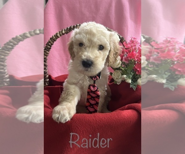 Medium Photo #2 Goldendoodle Puppy For Sale in RAYMORE, MO, USA