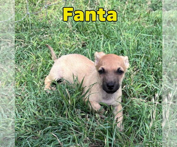 Medium Photo #3 Dachshund-Unknown Mix Puppy For Sale in San Antonio, TX, USA
