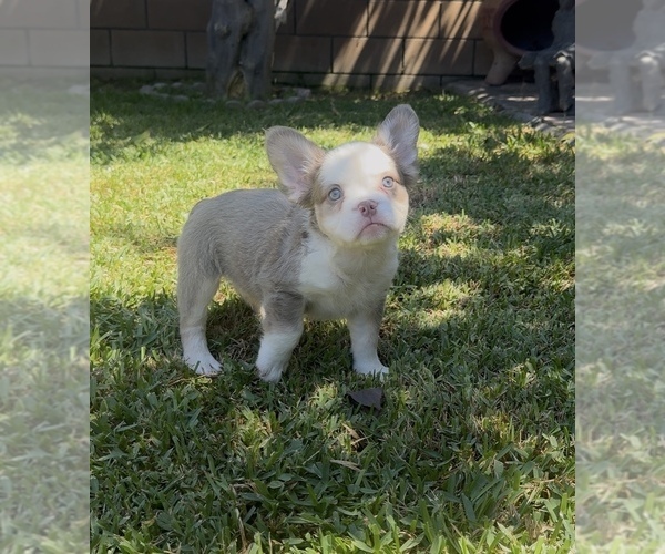 Medium Photo #5 French Bulldog Puppy For Sale in WEST COVINA, CA, USA