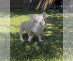 Small #4 French Bulldog