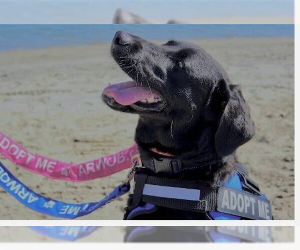 Medium Photo #9 Labrador Retriever-Unknown Mix Puppy For Sale in San Diego, CA, USA