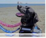 Small Photo #9 Labrador Retriever-Unknown Mix Puppy For Sale in San Diego, CA, USA