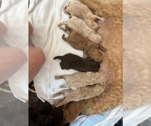 Medium Miniature Labradoodle
