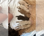 Puppy Gus Miniature Labradoodle