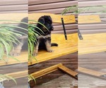 Puppy Felicity German Shepherd Dog