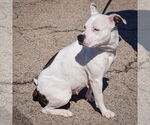 Small #2 American Bulldog-American Staffordshire Terrier Mix