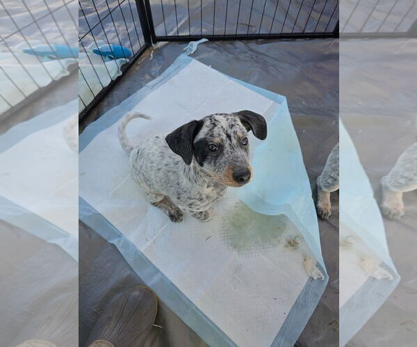 Medium Photo #1 Mutt Puppy For Sale in Santa Rosa, CA, USA