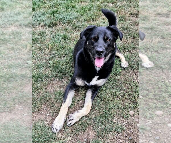 Medium Photo #2 Australian Shepherd-German Shepherd Dog Mix Puppy For Sale in Sequim, WA, USA