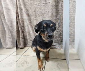 Colonial Cocker Spaniel Dogs for adoption in El Centro, CA, USA