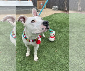 Daisy - Female American Staffordshire Terrier Dog for Adoption - Photo #4