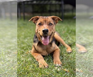 Mesa - Female Rottweiler Dog for Adoption - Photo #4