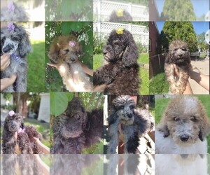 Poodle (Standard) Puppy for Sale in DETROIT, Michigan USA