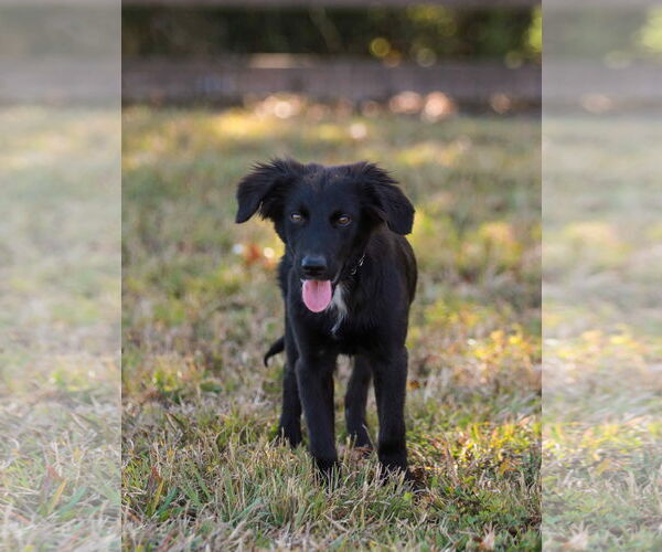 Medium Photo #4 Border Collie-Unknown Mix Puppy For Sale in Cookeville, TN, USA