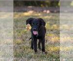 Small #3 Border Collie Mix