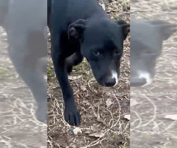 Medium Photo #6 Mutt Puppy For Sale in Okolona, MS, USA