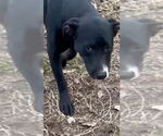 Small #5 Mutt