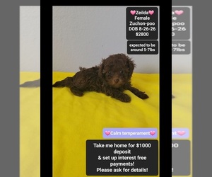Poodle (Toy)-Zuchon Mix Puppy for sale in TUCSON, AZ, USA