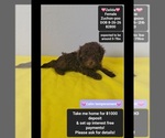 Zeilda - Female Poodle (Toy)-Zuchon Mix Puppy for Sale - Small photo