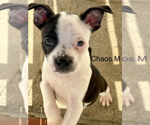 Medium Photo #1 Boston Terrier Puppy For Sale in Studio City, CA, USA